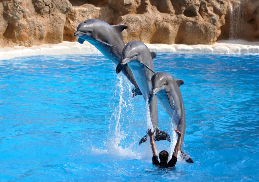 Delfin Show und Schwimmen mit Delfinen in Hurghada
