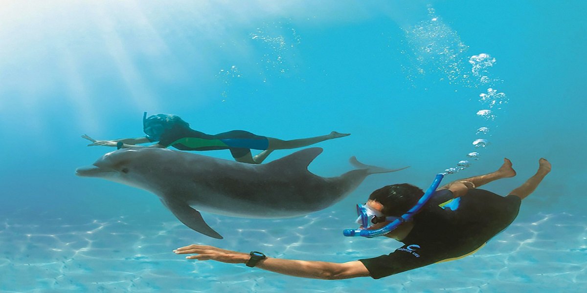Delfinschwimmen Schnorcheln – Delfin Tour in Hurghada
