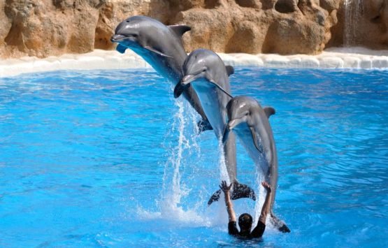 Delfin Show und Schwimmen mit Delfinen Delfin Show und Schwimmen mit Delfinen