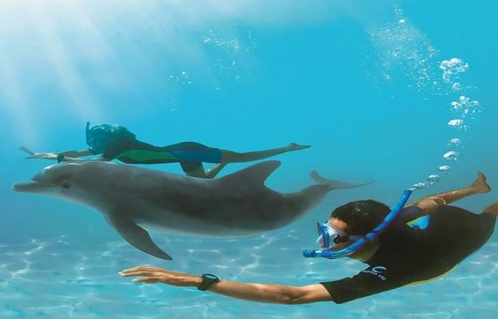 Delfinschwimmen Schnorcheln – Delfin Tour Delfinschwimmen Schnorcheln – Delfin Tour